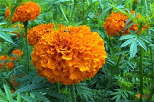 美爆了 楚雄这些地方万寿菊花开成海
