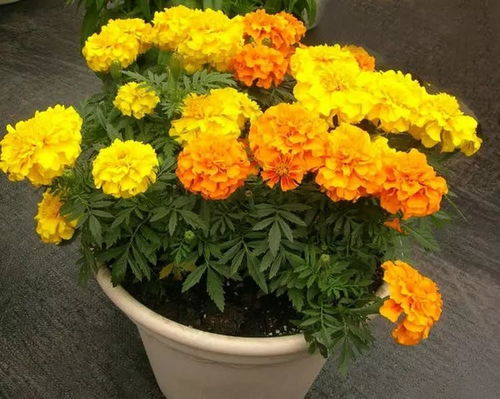 在家养这12种香草,飘香养眼又美味