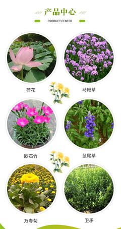 佛甲草营养杯 金叶佛甲草价格 佛甲草杯苗