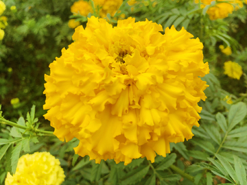 南非万寿菊花