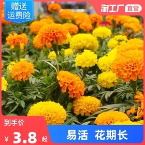 驱蚊种子