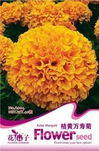 【明黄万寿菊种子】最新最全明黄万寿菊种子 产品参考信息
