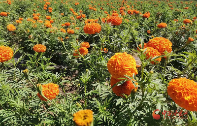 华亭西华镇:走出“花”样致富路