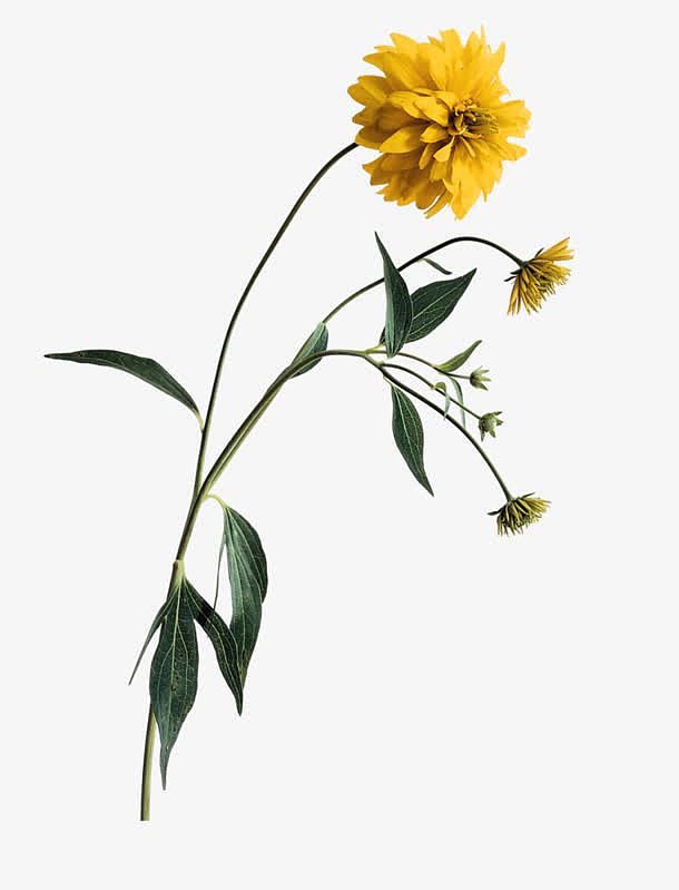 万寿菊菊花黄色花朵