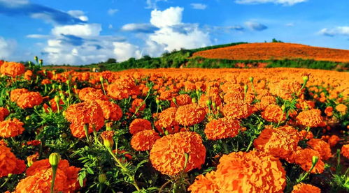 文山丘北县25万亩万寿菊绘就 生态致富经