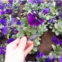 供应三色堇 一串红 万寿菊 彩叶草 孔雀草等草花
