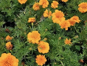 这么多种美丽菊科植物扮美夏日东郊,你知道它们的区别吗