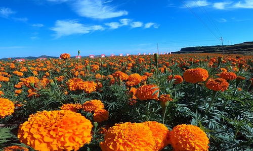 甘肃清水 小小万寿菊 花开幸福来