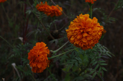 《万寿菊》