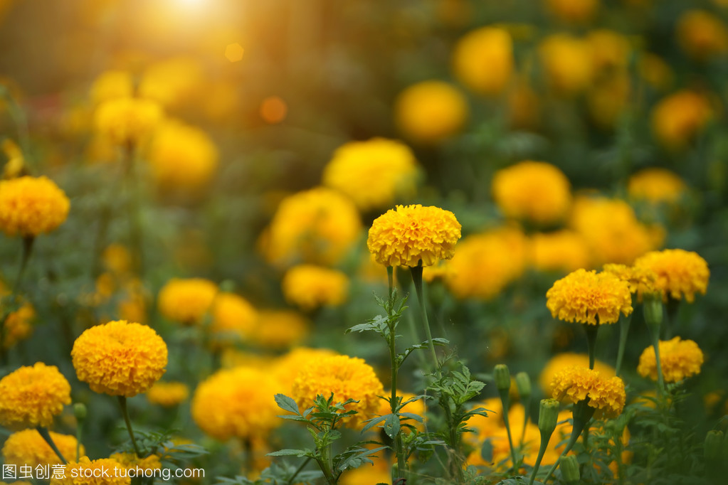 金盏花 (万寿菊、 墨西哥的万寿菊、 万寿、 空燃比