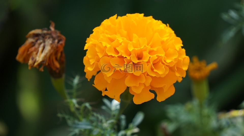 万寿菊花