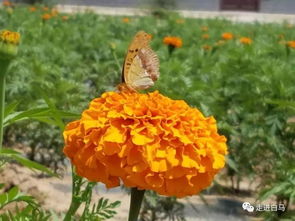 白马铺镇的万寿菊开花啦