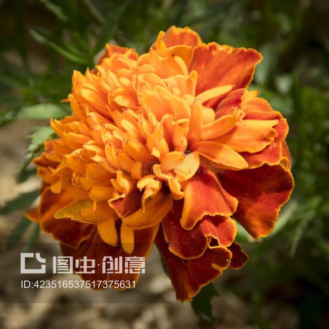 万寿菊Marigold