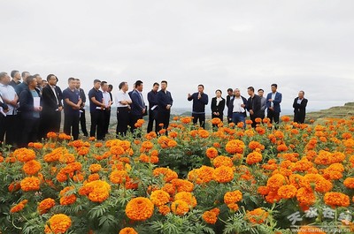 清水县召开万寿菊产业发展现场会(图)