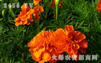 万寿菊的病虫害防治