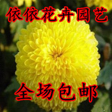 【明黄万寿菊种子】最新最全明黄万寿菊种子 产品参考信息