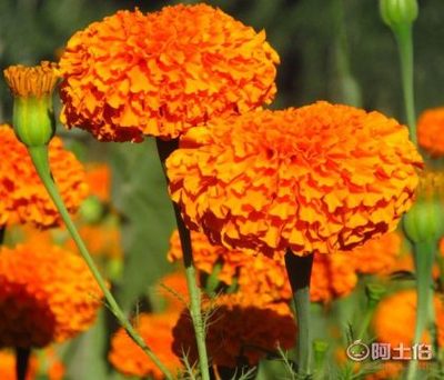 【醉花轩园艺万寿菊花种子批发春秋播花卉种子盆栽易种景观草花种子花海工程】沭阳县醉花轩园艺场 - 产品库