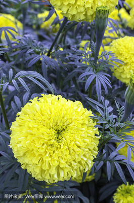 万寿菊花