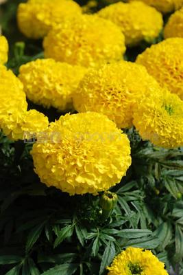 开封菊花