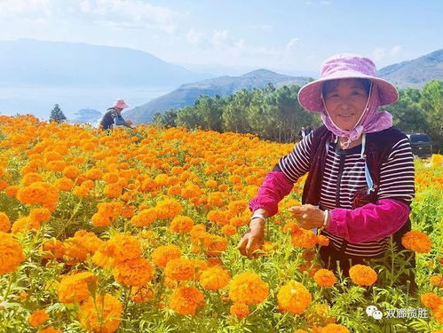 双廊镇 喜迎国庆庆丰收 振兴产业促发展
