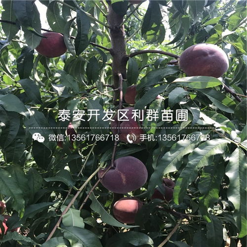 仓方早生桃树苗 仓方早生桃树苗基地