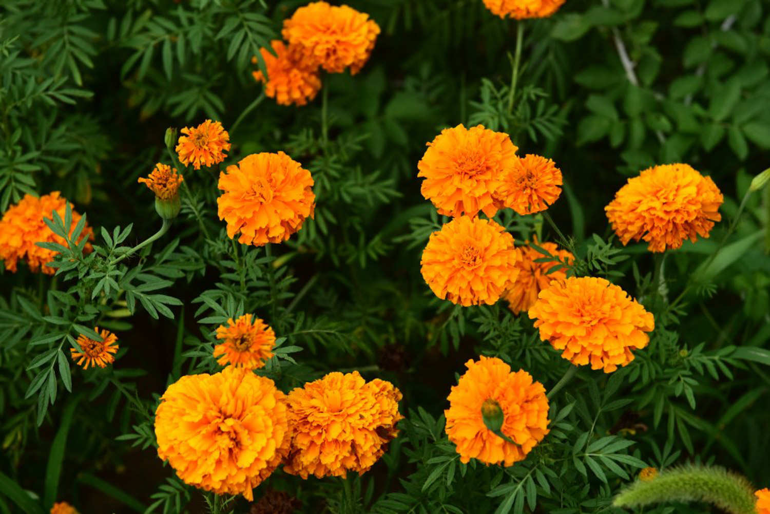 万寿菊(菊科植物) - 百科" href="https://v.paixin.com/photocopyright/36134751