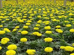 万寿菊种植_精品山东万寿菊推荐图片|万寿菊种植_精品山东万寿菊推荐产品图片由青州市宸豪花卉苗木专业合作社公司生产提供-