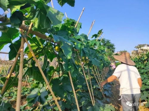 文化造节,村居共建 卓越服务奖项目案例