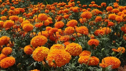 万寿菊