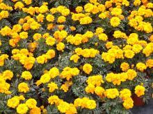 龙船花|一串红|万寿菊|矮牵牛【我的产品】-佛山市高明区松柏花木场