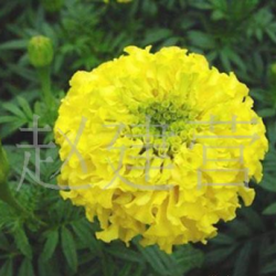 万寿菊种植|青州万寿菊种植基地|万寿菊种植批发价格|青州万寿菊种植商