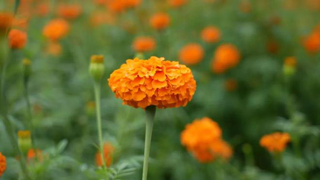 赴一场“金黄”花约 万寿菊获丰收 村民采摘忙