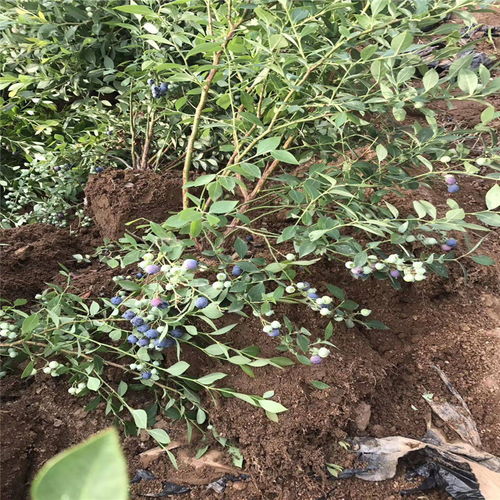 抗冻德雷珀蓝莓苗栽培技术德雷珀蓝莓苗施肥技术
