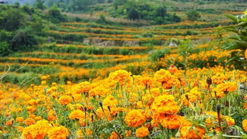 盘州市营上村 万寿菊花开满山 铺出金色致富路