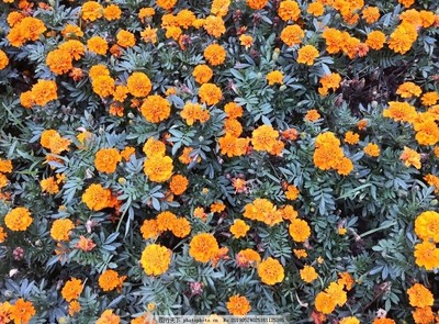万寿菊花丛