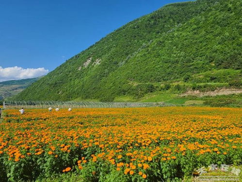 武山县多措并举发展壮大村级集体经济 图