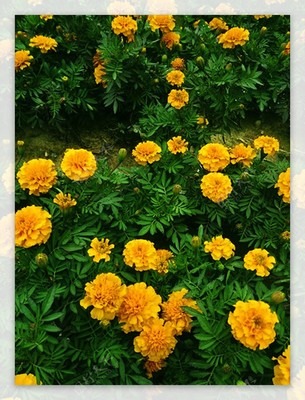 万寿菊花海图片