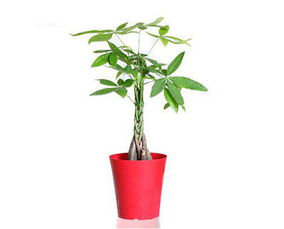 别再乱买绿植了,过年家里该放这些植物 随便一盆就能旺财又旺运