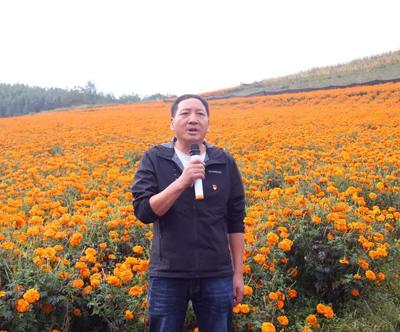 全市万寿菊种植现场观摩交流会在凤凰社区召开