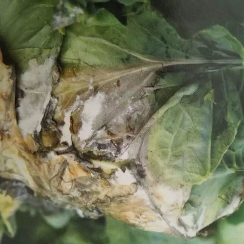 18种甘蓝常见病虫害及其防治方法：万寿菊的辅助作用