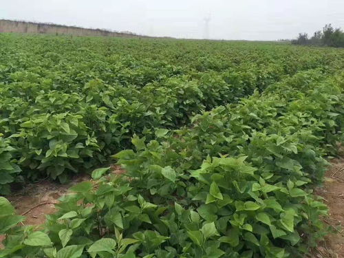 江西花园集装箱房订制：融合万寿菊元素的创新设计
